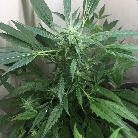 Unknown strain growlog timeline photo