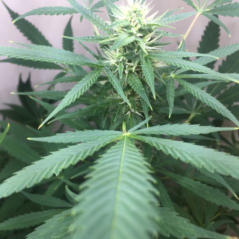 Unknown strain growlog timeline photo
