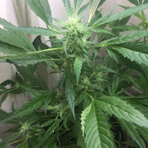 Unknown strain growlog timeline photo
