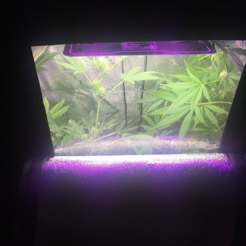 Unknown strain growlog timeline photo