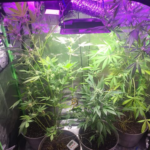 Unknown strain growlog timeline photo