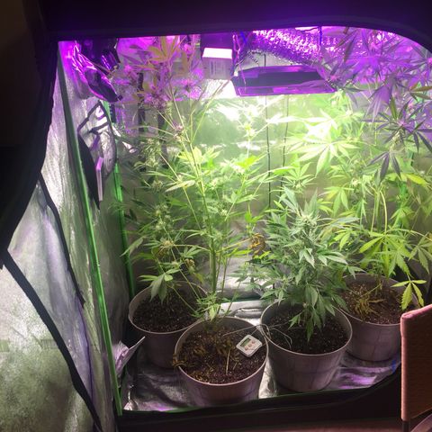 Unknown strain growlog timeline photo
