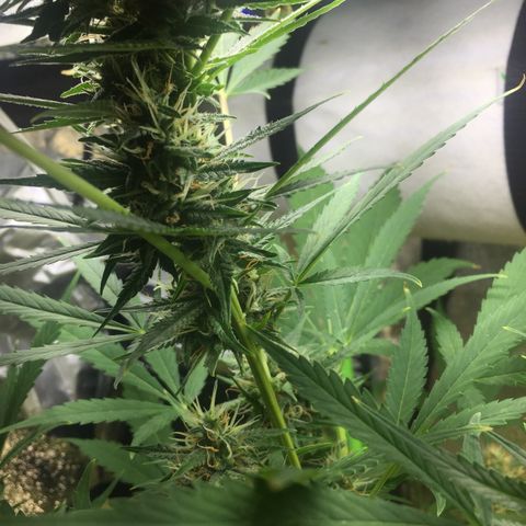 Unknown strain growlog timeline photo