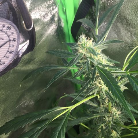 Unknown strain growlog timeline photo