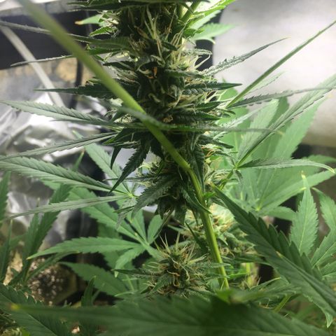 Unknown strain growlog timeline photo