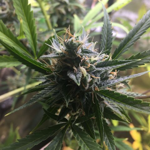 Unknown strain growlog timeline photo