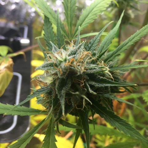 Unknown strain growlog timeline photo