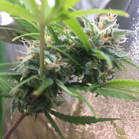 Unknown strain growlog timeline photo