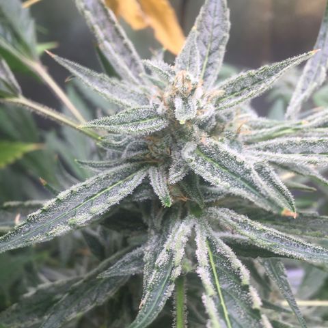 Unknown strain growlog timeline photo