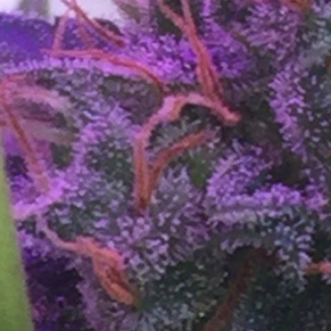 Unknown strain growlog timeline photo