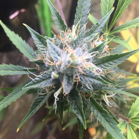 Unknown strain growlog timeline photo
