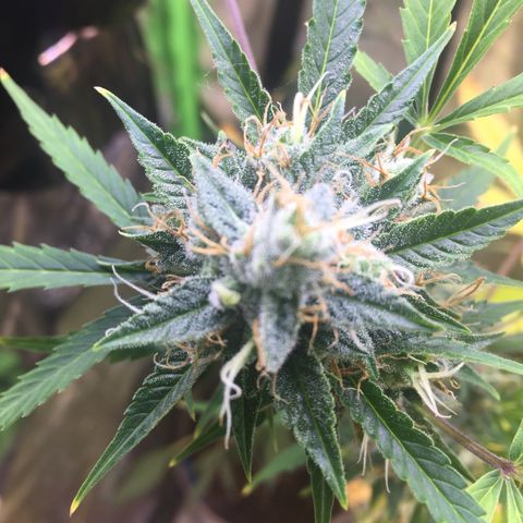 Unknown strain growlog timeline photo