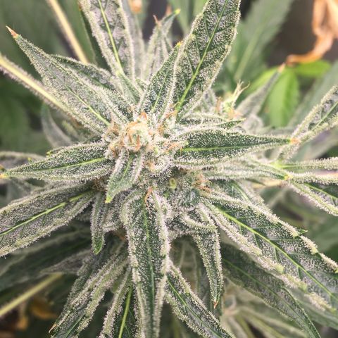 Unknown strain growlog timeline photo