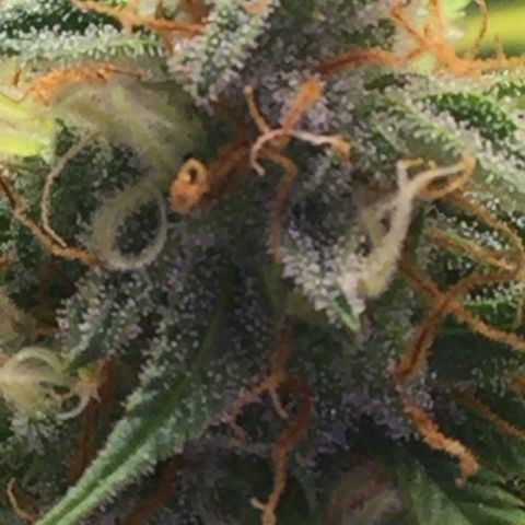 Unknown strain growlog timeline photo
