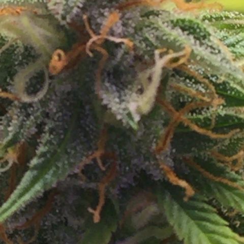 Unknown strain growlog timeline photo