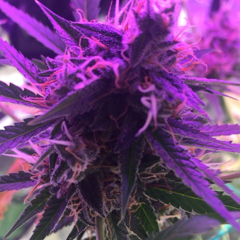 Unknown strain growlog timeline photo