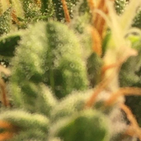 Unknown strain growlog timeline photo