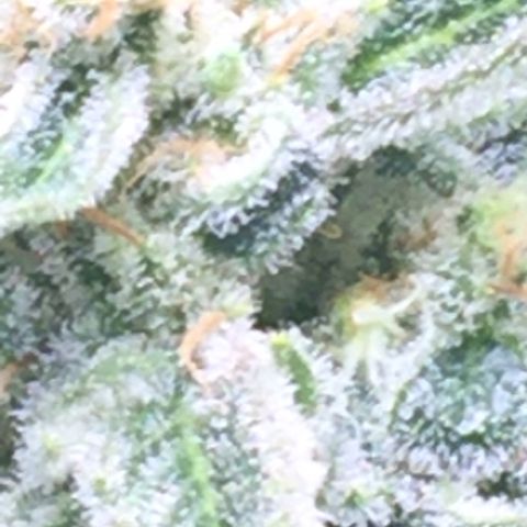 Unknown strain growlog timeline photo