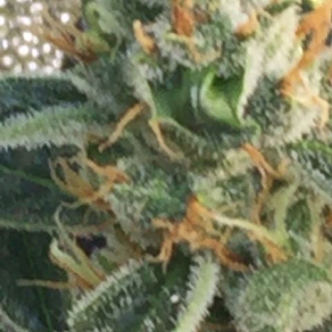 Unknown strain growlog timeline photo