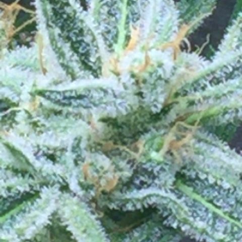 Unknown strain growlog timeline photo