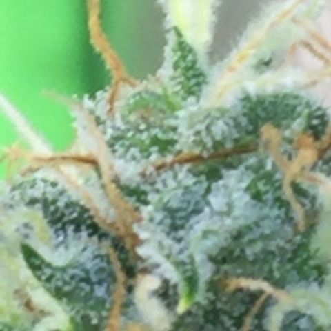 Unknown strain growlog timeline photo
