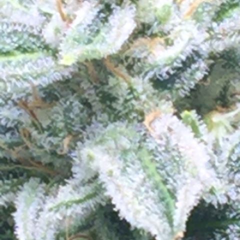 Unknown strain growlog timeline photo