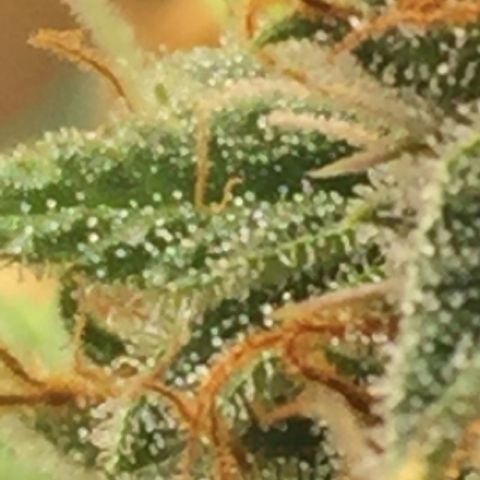 Unknown strain growlog timeline photo