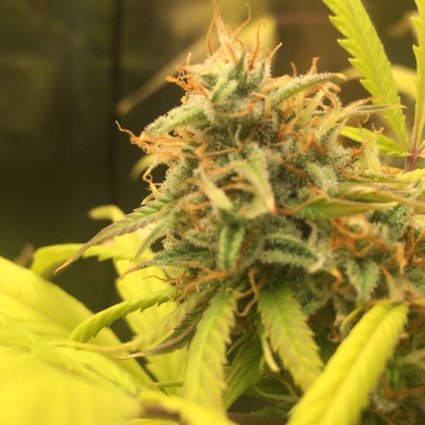 Unknown strain growlog timeline photo