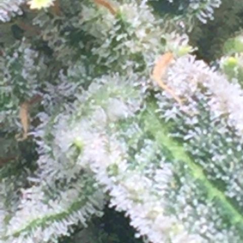 Unknown strain growlog timeline photo