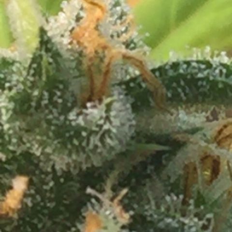 Unknown strain growlog timeline photo