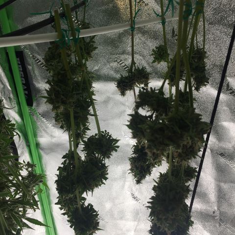 Unknown strain growlog timeline photo