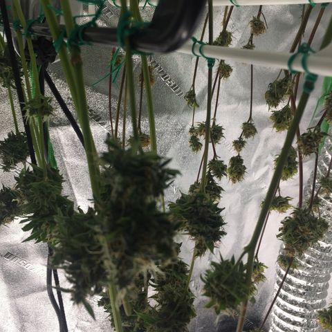 Unknown strain growlog timeline photo