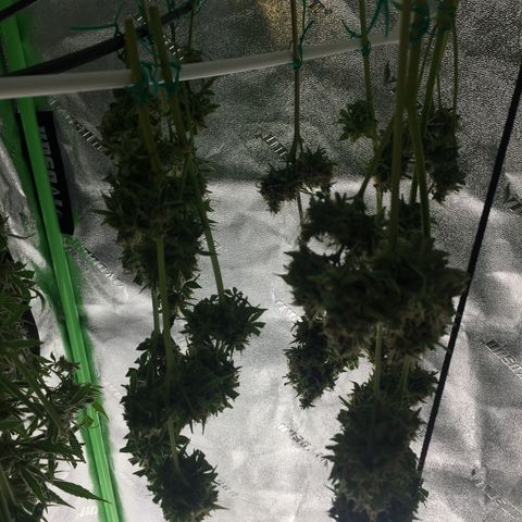 Unknown strain growlog timeline photo