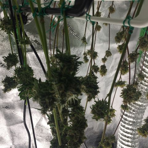 Unknown strain growlog timeline photo