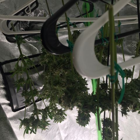 Unknown strain growlog timeline photo
