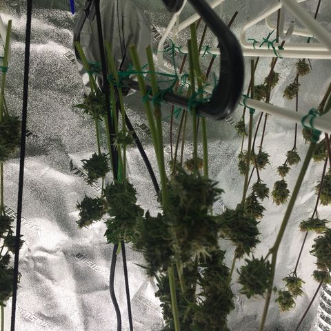 Unknown strain growlog timeline photo