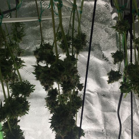 Unknown strain growlog timeline photo