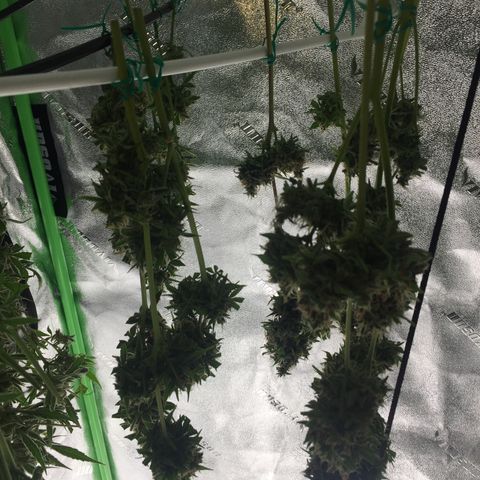 Unknown strain growlog timeline photo