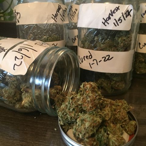 Unknown strain growlog timeline photo