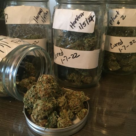 Unknown strain growlog timeline photo