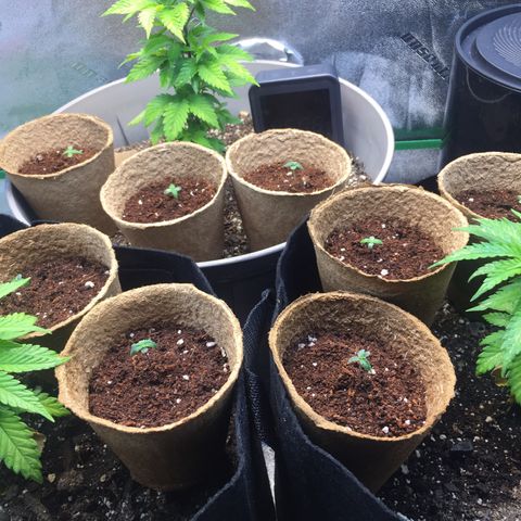 Bruce Banner  growlog timeline photo