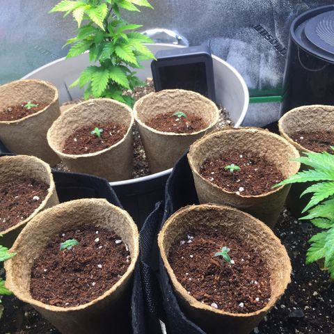 Gorilla Girl Auto  growlog timeline photo