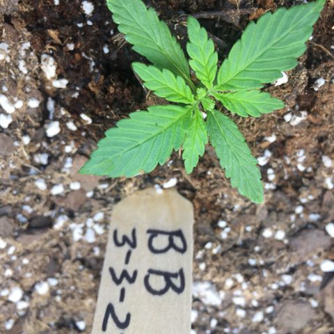 Bruce Banner  growlog timeline photo