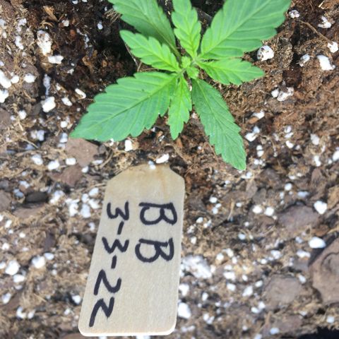 Bruce Banner  growlog timeline photo