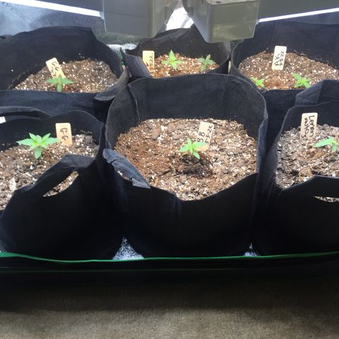 Bruce Banner  growlog timeline photo