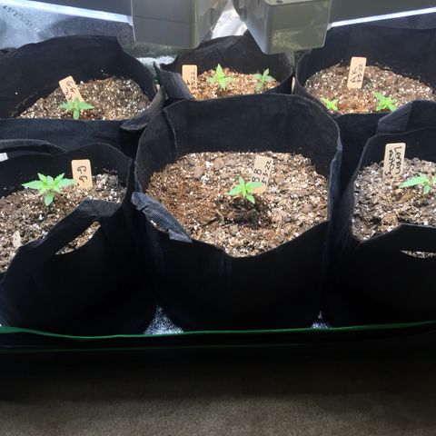 Gorilla Girl Auto  growlog timeline photo