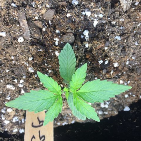 Gorilla Girl Auto  growlog timeline photo
