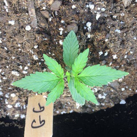 Gorilla Girl Auto  growlog timeline photo