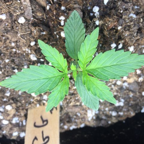 Gorilla Girl Auto  growlog timeline photo