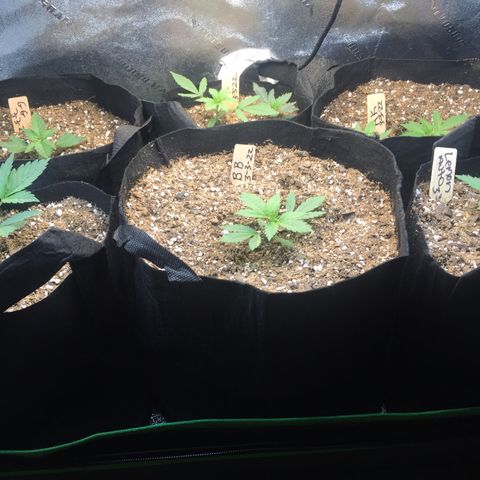 Bruce Banner  growlog timeline photo